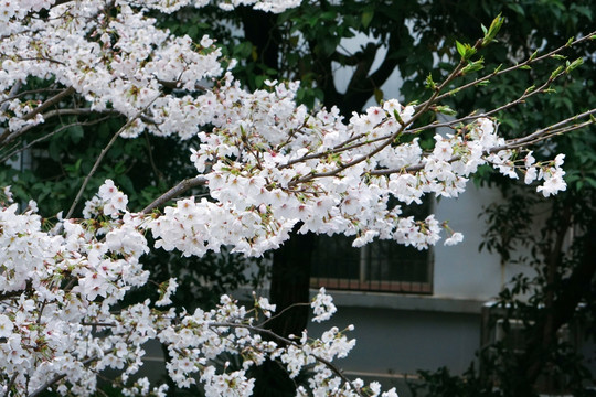 武大樱花