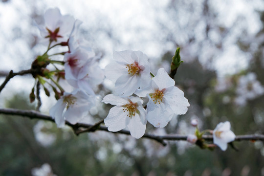 樱花