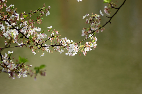 樱花