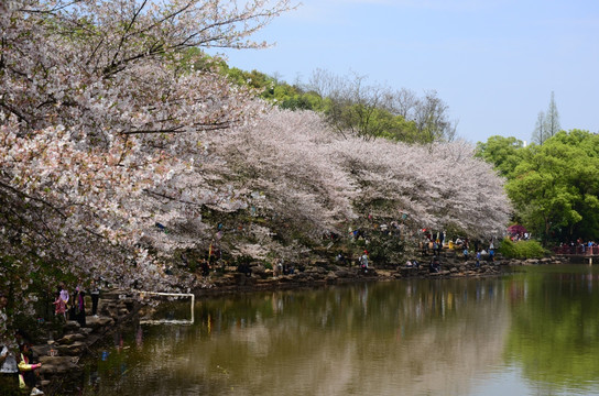 樱花