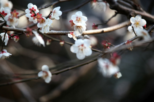 梅花