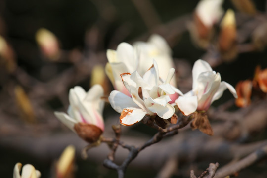 玉兰花 白色 花 植物