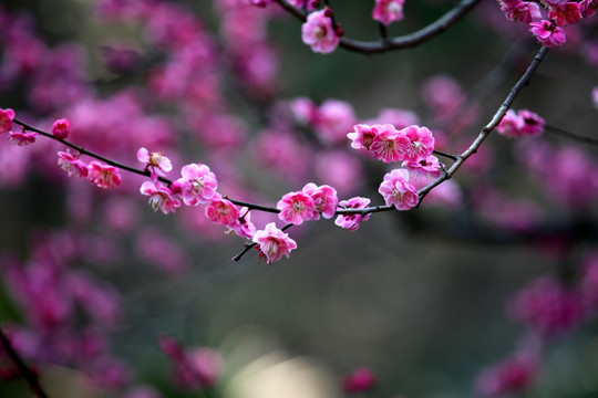 梅花 梅花树