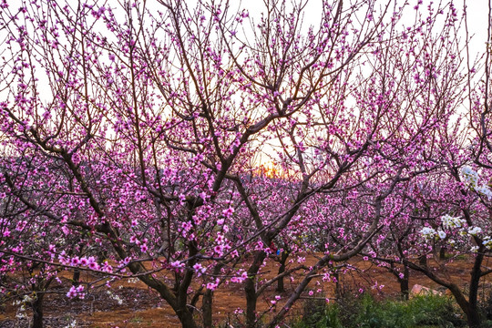 桃花树