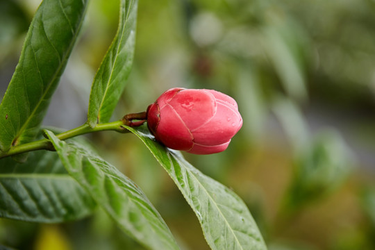 木本油料植物油茶花