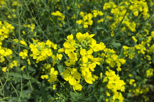 油菜花