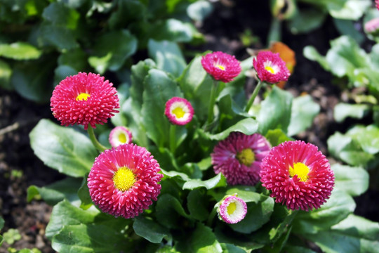 花