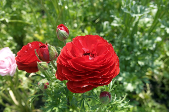 玫瑰花