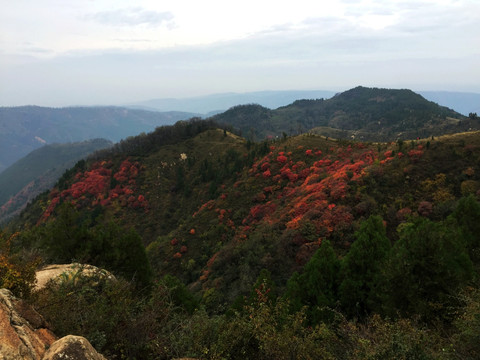 红叶 远山 秦岭 秋色 山峦