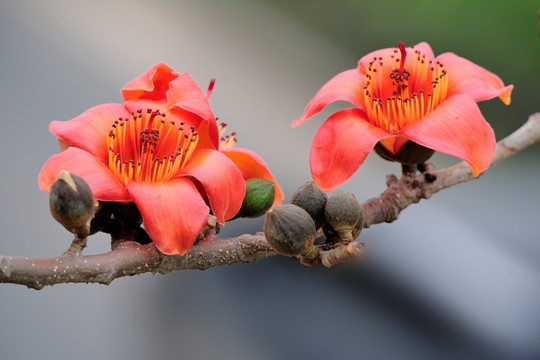 木棉花