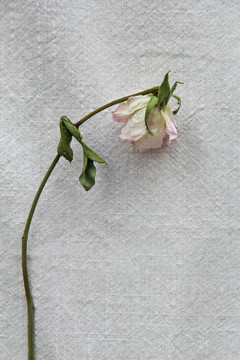 单支粉玫瑰干花摄影