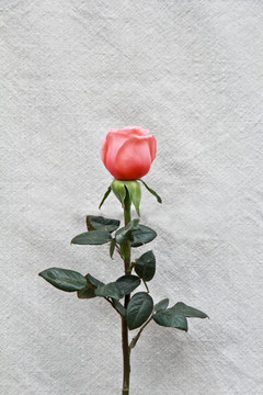 单支粉玫瑰摄影图片