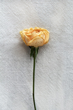 单支黄玫瑰干花摄影