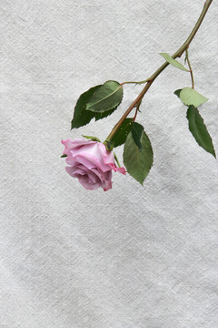 单支紫玫瑰摄影图片