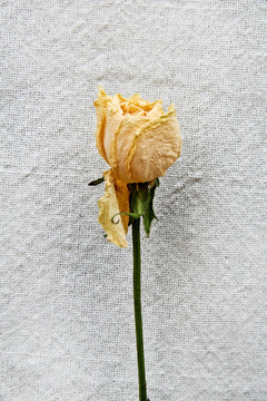 单支黄玫瑰干花摄影