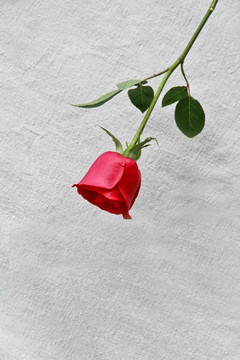 单支红玫瑰摄影图片