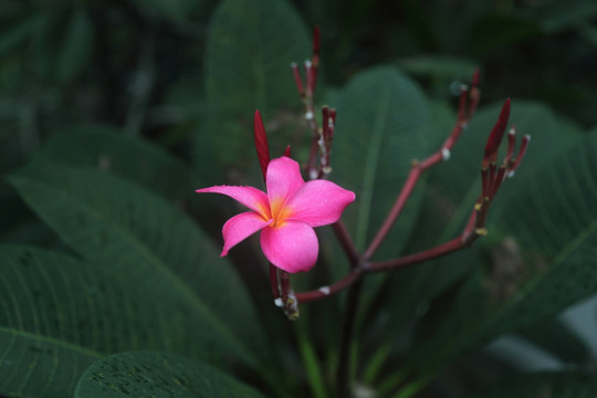 一枝独秀小红花