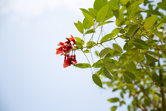 刺桐花