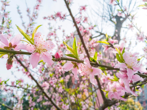 桃花枝头