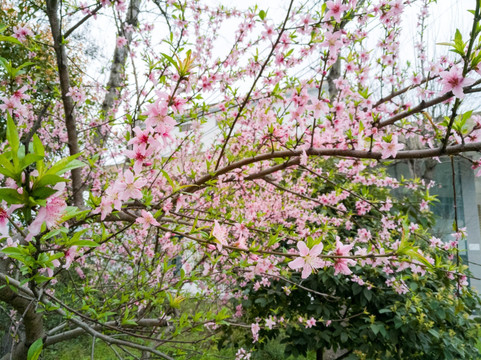 岑巩桃花