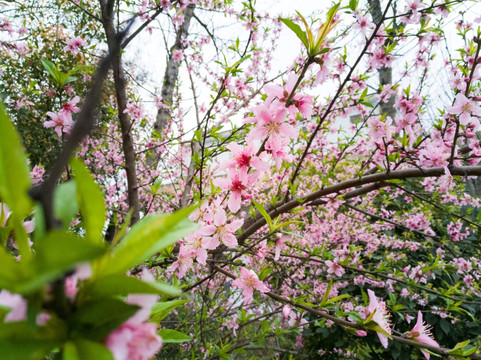 桃花