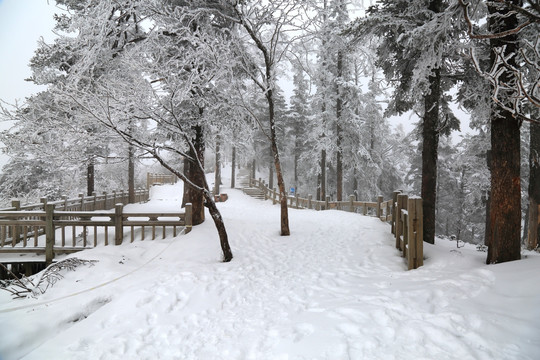 雪景