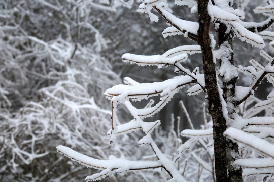 雪景