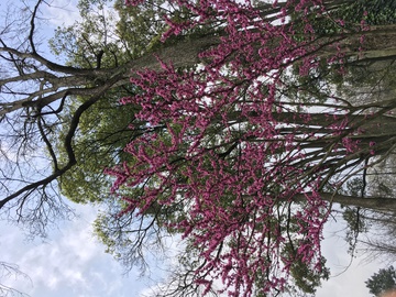 花与树 