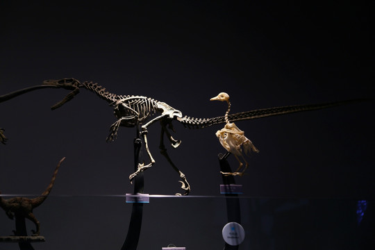 恐龙 鸟 化石