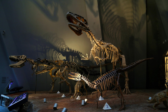 恐龙 骨架 化石