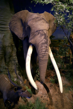大象 标本