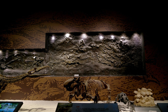 古生物 模型 化石