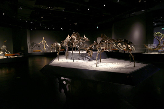 史前动物 化石