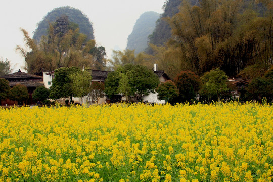 遇龙河风光 高格