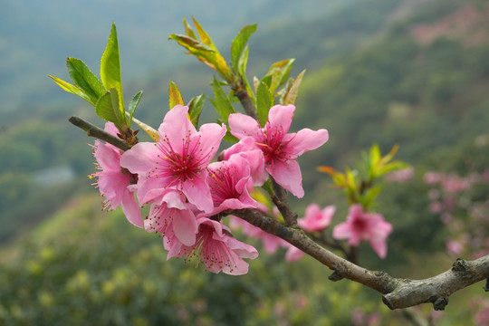 花卉摄影 唯美桃花花枝