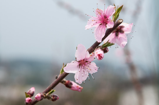 桃花