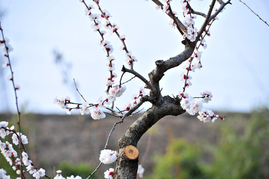 杏树  树枝