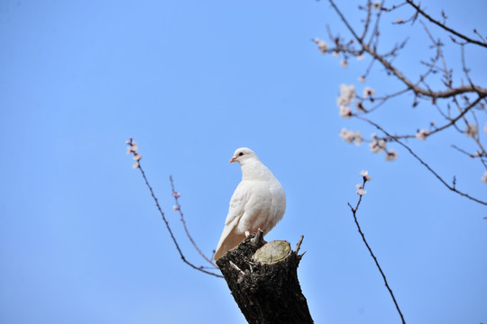 树上的白鸽