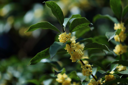 桂花