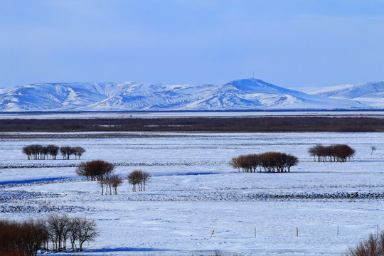 雪野树林