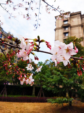 樱花开了 特写