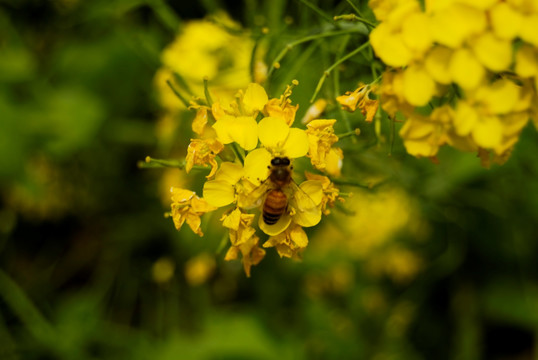 油菜花