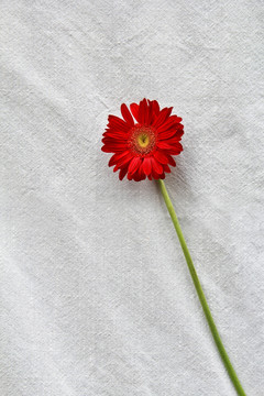 单支非洲菊太阳花摄影图片