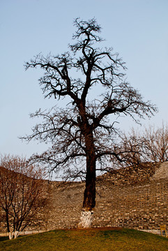 北京明城墙遗址公园 树