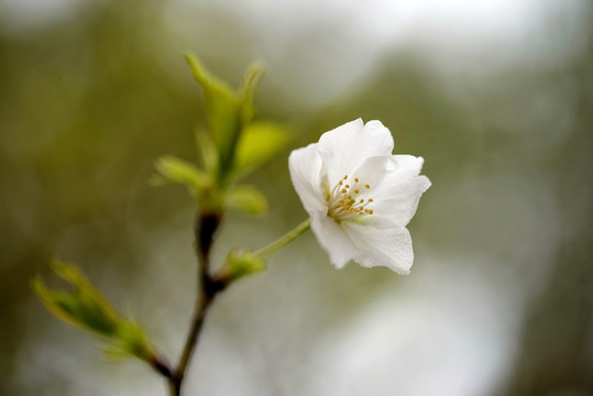 白色早樱花