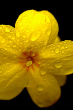 迎春花 花朵微距 水滴