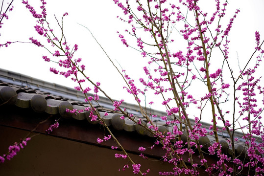 紫荆花 中式建筑屋瓦