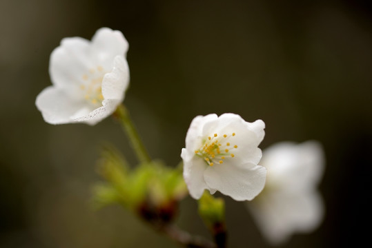 白色樱花 花蕊特写