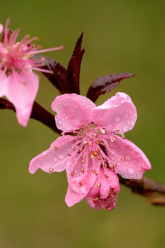 紫叶桃花