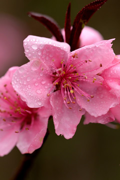 紫叶桃花 粉色桃花